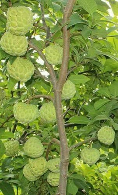 Aywal Custard apple fruit (setaphal) Seed(13 per packet)
