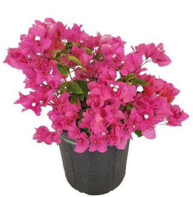 Vijay Sales Bougainvillea Plant(Hybrid, Pack of 1)