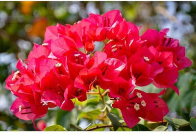 Vijay Sales Bougainvillea Plant(Hybrid, Pack of 1)