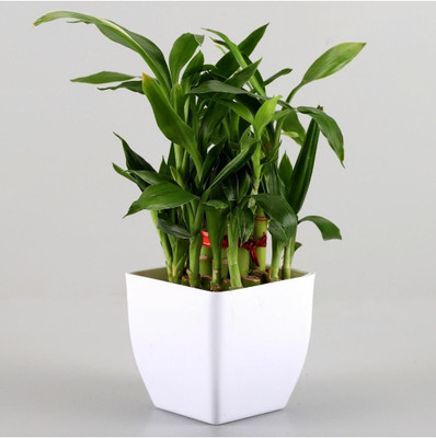 Green Fills Two Layer Bamboo Plant(Pack of 1)