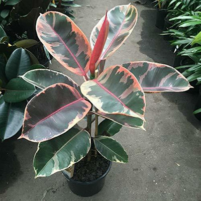 samarthgreen Rubber Tree(Hybrid, Pack of 1)