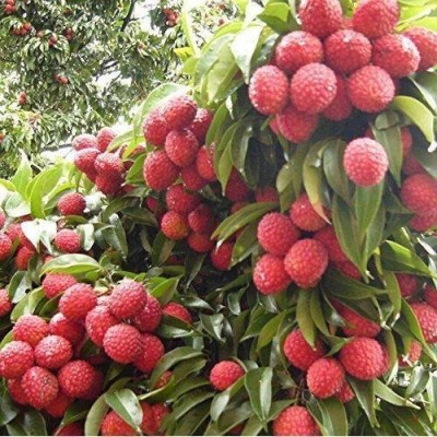 Aywal Litchi, Lychee, Litchi, Lichi, Lichee Fruit Seeds Seed(8 per packet)