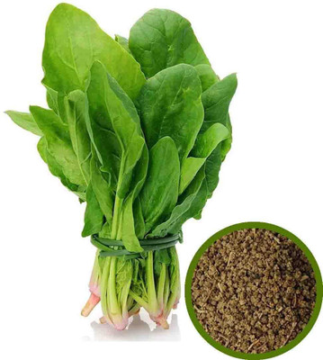 Jeba Garden Palak Spinach Seeds Seed(100 per packet)