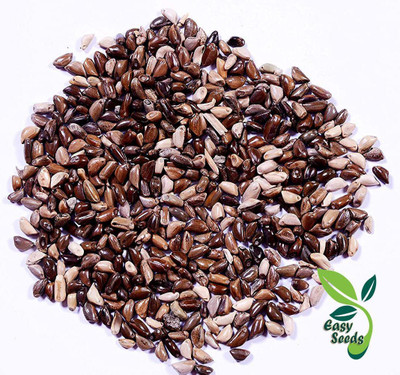 EasySeeds Napier Grass , Elephant Grass Seed(50 per packet)