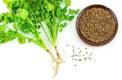 Lata Solutions Coriander Seed Seed(30 per packet)