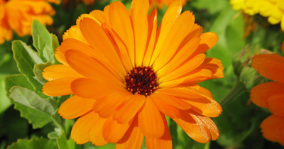 Mozette Calendula Flower Seed(37 per packet)