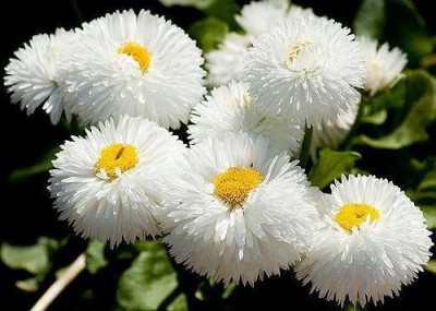 Antier Bellis Perensis Daisy White Seed(400 per packet)