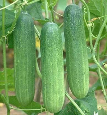 Cosmos Cucumber Seed(100 per packet)
