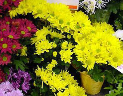 clause Guldavari Seed(30 per packet)