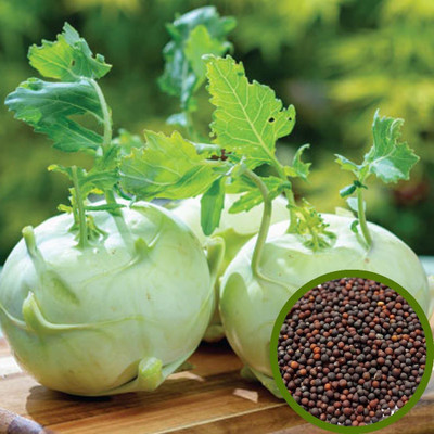 Jeba Garden Noolkol Seeds Seed(50 per packet)