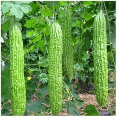 Lata Solutions Bitter Gourd Seed(30 per packet)