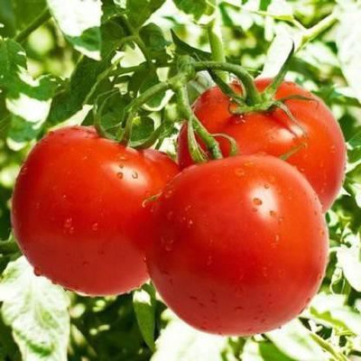 Lata Solutions Tomato Seed(30 per packet)