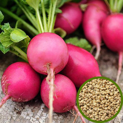 Jeba Garden Beetroot Seeds Seed(50 per packet)