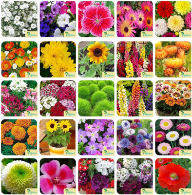 Agnico Agnico 25 Varieties of Flower 1815+ Seeds For Your Garden Beautiful Bloom High Germination Seeds with Instruction Manual Seed(1815 per packet)