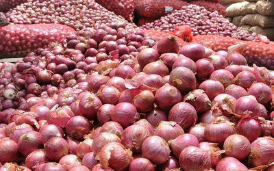LYRS Red Onion Seeds- 250 Seed(250 per packet)