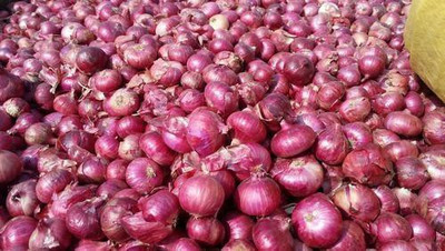 LYRS Red Hybrid Onion Seeds- 100 Seed(100 per packet)