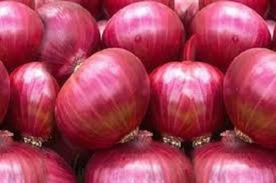LYRS Onion Seeds For Farming Onion Seeds- 65 Seed(65 per packet)