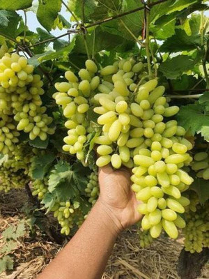 Aro Grapes, Green Grapes Seed(85 per packet)