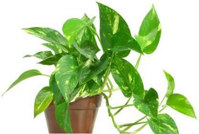 MagicQueen Money Plant(Hybrid, Pack of 1)