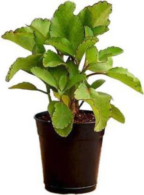 Ukanda Bryophyllum Pinnatum/Patharchatta Plant(Hybrid, Pack of 1)