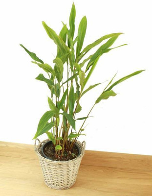 Aquinnah Graden Elaichi/Cardamom Plant(Hybrid, Pack of 1)