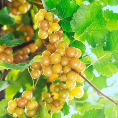 Starlink Grape Plant(Pack of 1)