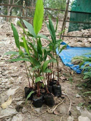 Ukanda Elaichi/Cardamom Plant(Hybrid, Pack of 1)