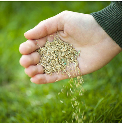Sjeme Green Grass Seed Seed(650 per packet)