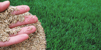 Sjeme Green Grass Seed Seed(500 per packet)