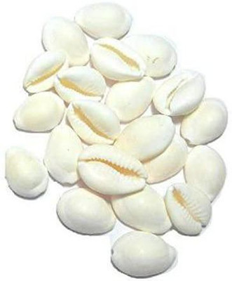 Arik Pure White 21 Kaudi / Koudi Shells- for Laxmi Pooja | Diwali Pooja | Deepawali P Decorative Showpiece Stoneware Yantra(Pack of 21)