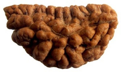 3SIX5 1 Mukhi Rudraksha / One Face Rudraksha with Lab Report Wood Pendant