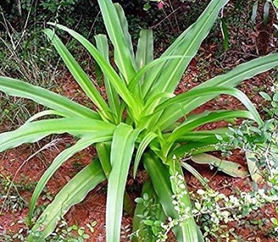 KUMUBON Spider Plant(Hybrid, Pack of 1)