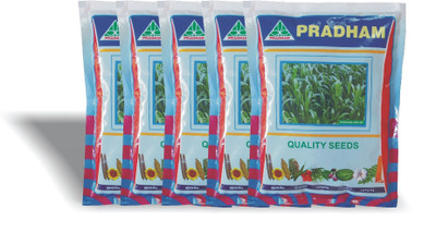 PRADHAM SEEDS Fodder jowar (SSG) SEEDS PAKAGE Seed(200000 per packet)