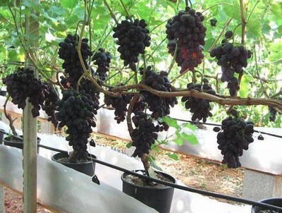 Eco Ocean Grapes Plant(Hybrid, Pack of 1)