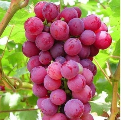 Eco Ocean Grapes Plant(Hybrid, Pack of 1)