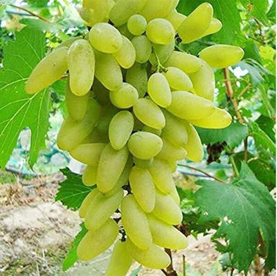 Eco Ocean Grapes Plant(Hybrid, Pack of 1)
