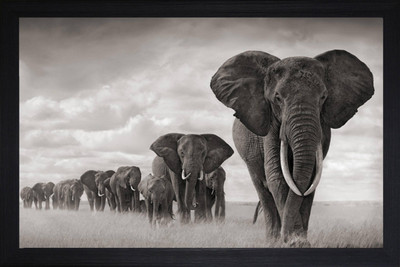 Darsh Craft Elephant Photo Frame Digital Reprint 8 inch x 10 inch Painting(With Frame)