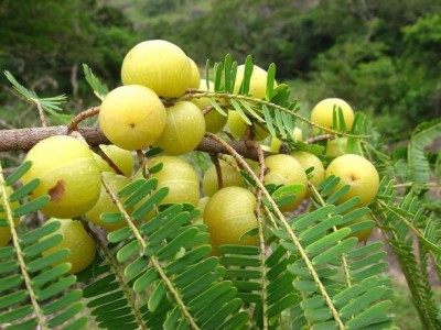 samarthgreen Amla Plant(Hybrid, Pack of 1)