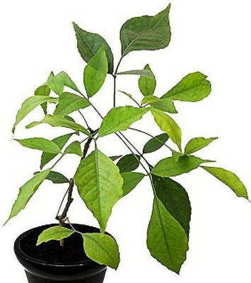 Starlink Bel Plant(Pack of 1)
