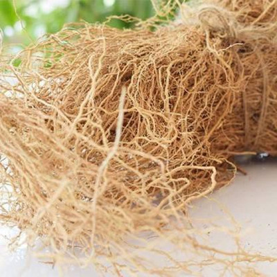 TAMRANSH KHAS ROOT- KHUS JAD - USHIRA - VETIVER ROOTS - VETIVERIA ZIZANIOIDES - RAMACHAM Seed (100 per packet) Seed(100 per packet)