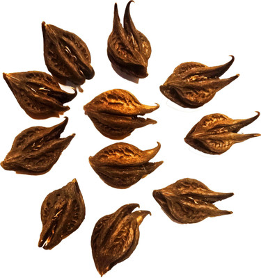 POOJA GHAR Bat Head Root Seed(11 per packet)