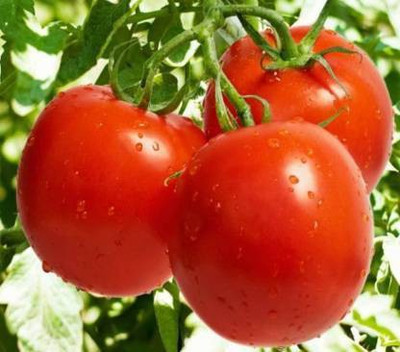 Axote TOMATO MARGLOBE Seed(25 per packet)