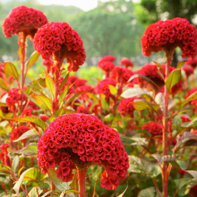 UGRA Celosia Cristata Cockscomb Seed(5 per packet)