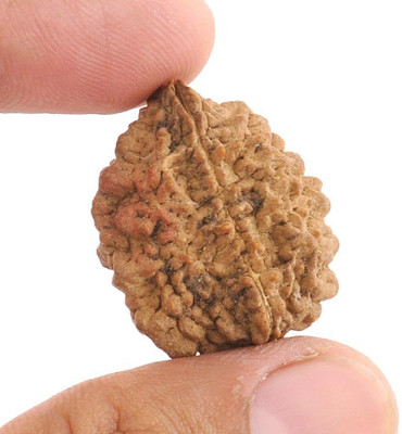 3SIX5 /2 Mukhi Rudraksha / Two Face Rudraksha with Lab Certificate Wood Pendant