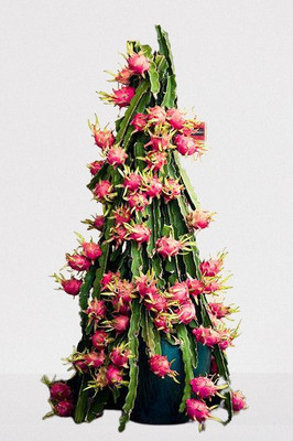 D Dragon Farm Dragon Tree(Hybrid, Pack of 1)