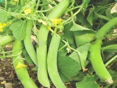 YOUNG STAR KAKRI SEEDS, Long Melon Kakri SEEDS, Cucumber Kakdi Seeds SEEDS Seed(150 per packet)
