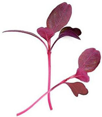 VibeX Pink Radish Seed(100 per packet)