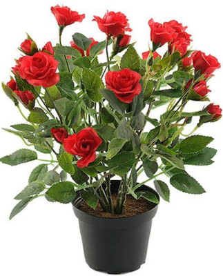 Blue Universe Rose Plant(Hybrid, Pack of 1)