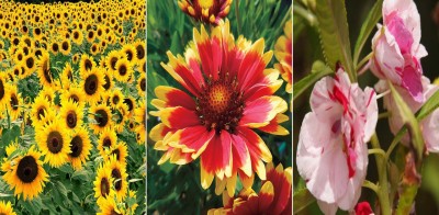 Antier Sunflower Miniature, Gaillardia and Balsam Rose Gulab Flower Seeds Pack Of 50 Seeds x 3 Per Packet Seed(3 per packet)