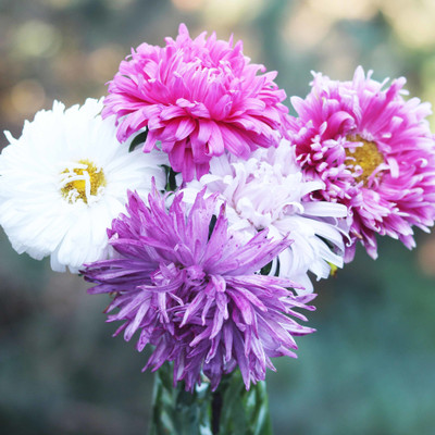 XOLDA Aster Mixed Seed(14 per packet)